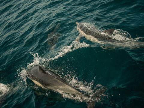 It's Flipper! Most Common Dolphins You'll Spot in Florida