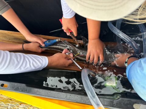 Three people work together to handle a fish, with one person using pliers and another holding tools, while the fish is in a container half-filled with water and tubes are running into the water.