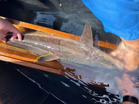 A person holding a fish in water, using a wooden measuring board. The fish has several colored tags attached to its body.