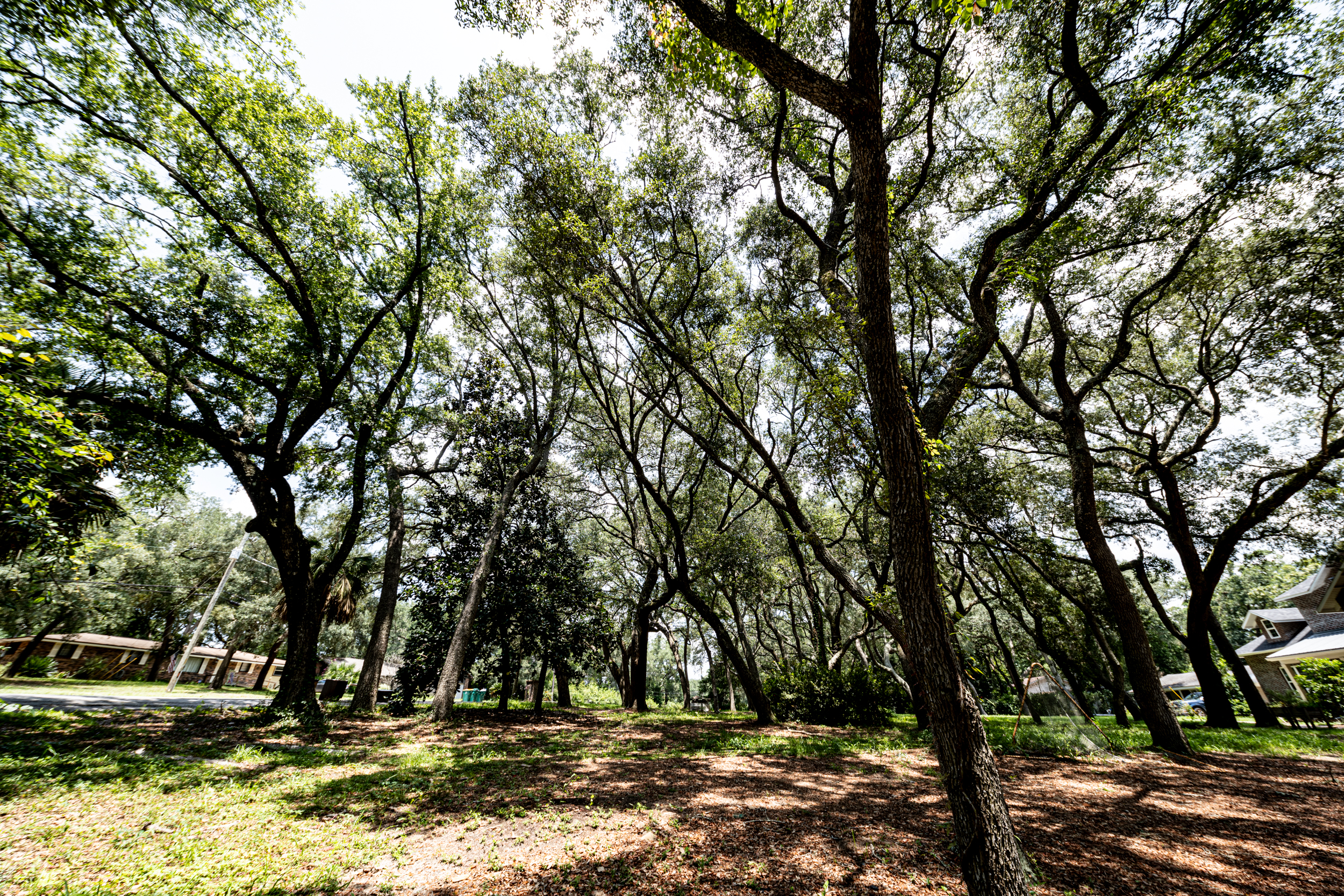 A wooded area with tall, dense trees casting shadows on the ground. Sunlight filters through the leaves. A house is partially visible on the right side, and another structure can be seen in the background.