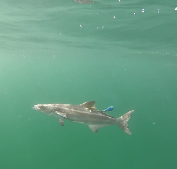 A fish with a tag swims underwater in green, murky water.